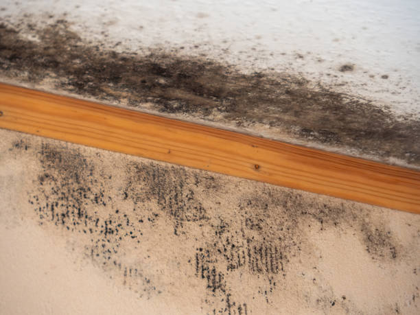 Best Mold-Related Health Consultation  in Warrenton, MO