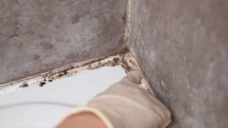 Environmental Consulting for Mold Prevention in Warrenton, MO