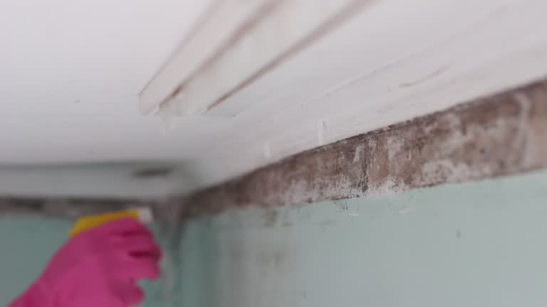 Best Mold Documentation for Insurance Claims  in Warrenton, MO